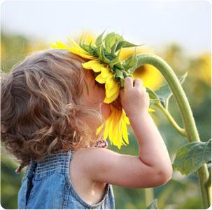 photo-sunflower.jpg